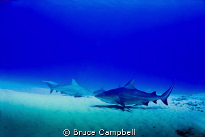 Bull sharks near Playa del Carmen by Bruce Campbell 